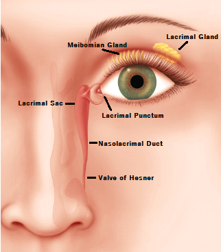 Lacrimal Punctum